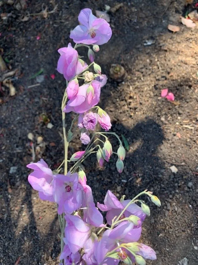 Sant cruz island bush-mallow (Malacothamnus fasciculatus, Leafl. Bot. Observ. Crit. 1: 208 (1906))