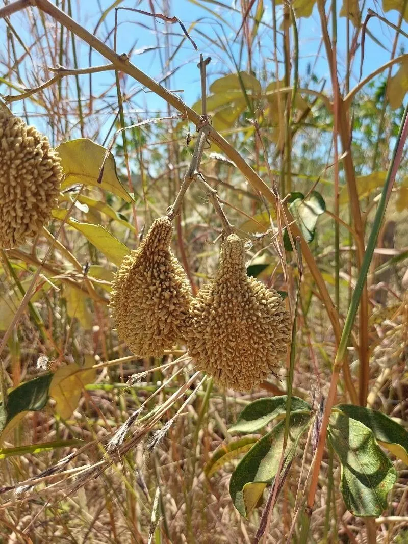 Monkey comb (Amphilophium crucigerum, O.Hokche, P.E.Berry & O.Huber (eds.), Nuevo Cat. Fl. Vasc. Venezuela: 270 (2008))