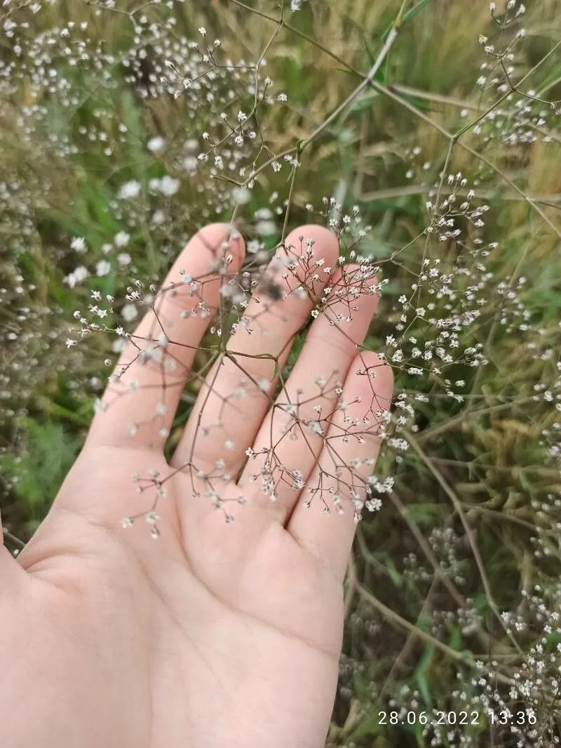 Baby’s-breath (Gypsophila paniculata, Sp. Pl.: 407 (1753))