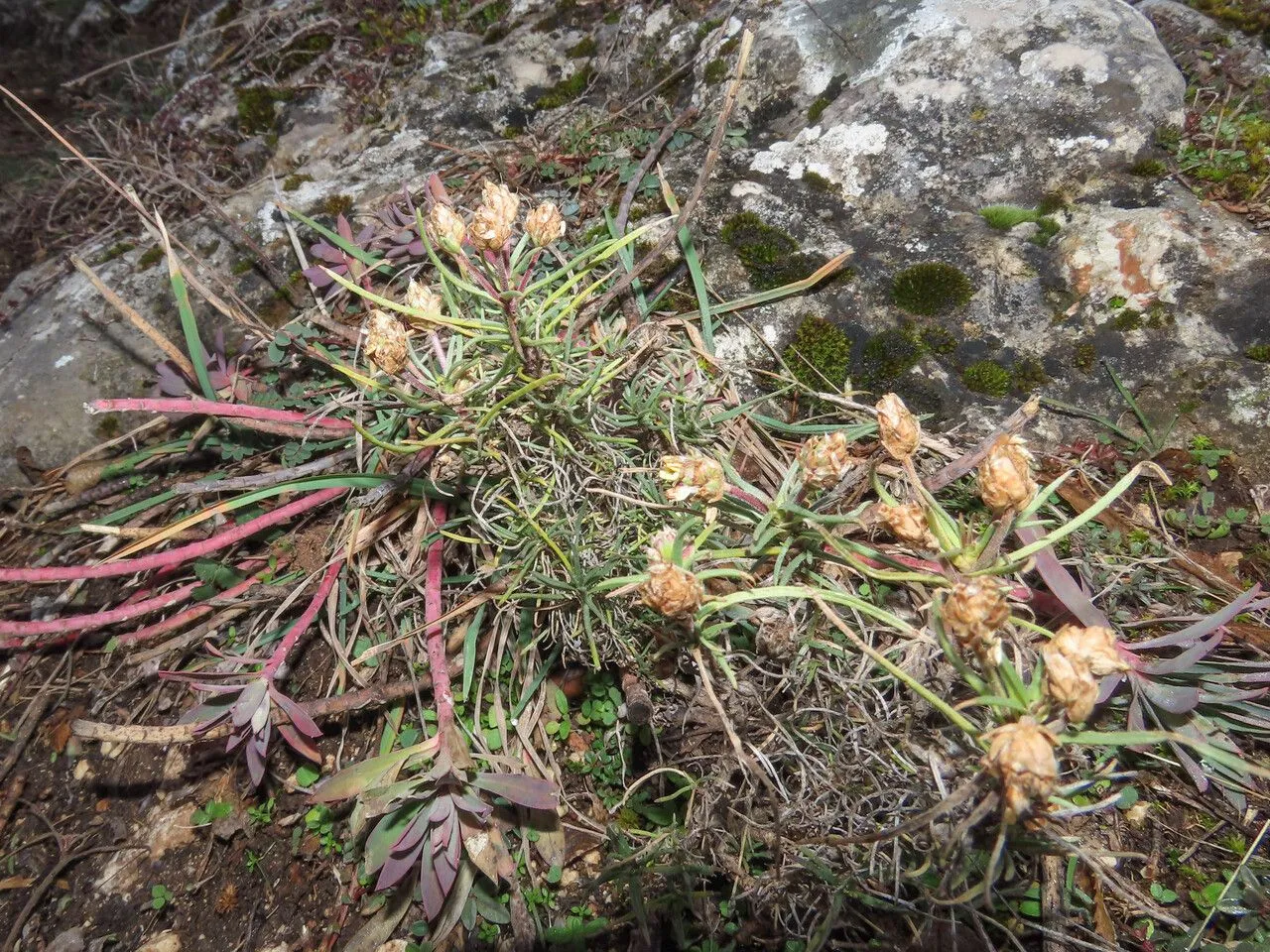 Evergreen plantain (Plantago sempervirens, Inst. rei herb. 2:331. 1766)