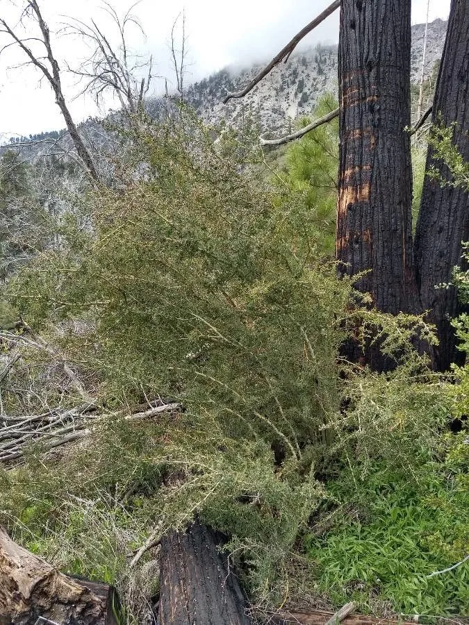 Deerbrush ceanothus (Ceanothus integerrimus, Bot. Beechey Voy.: 329 (1838))