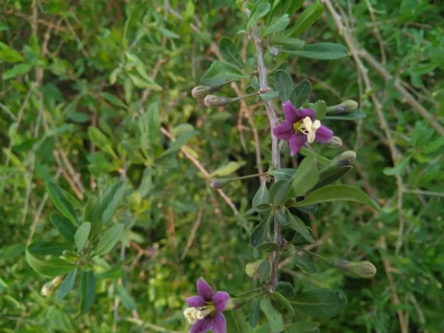 Boxthorn (Lycium europaeum, Sp. Pl.: 192 (1753))