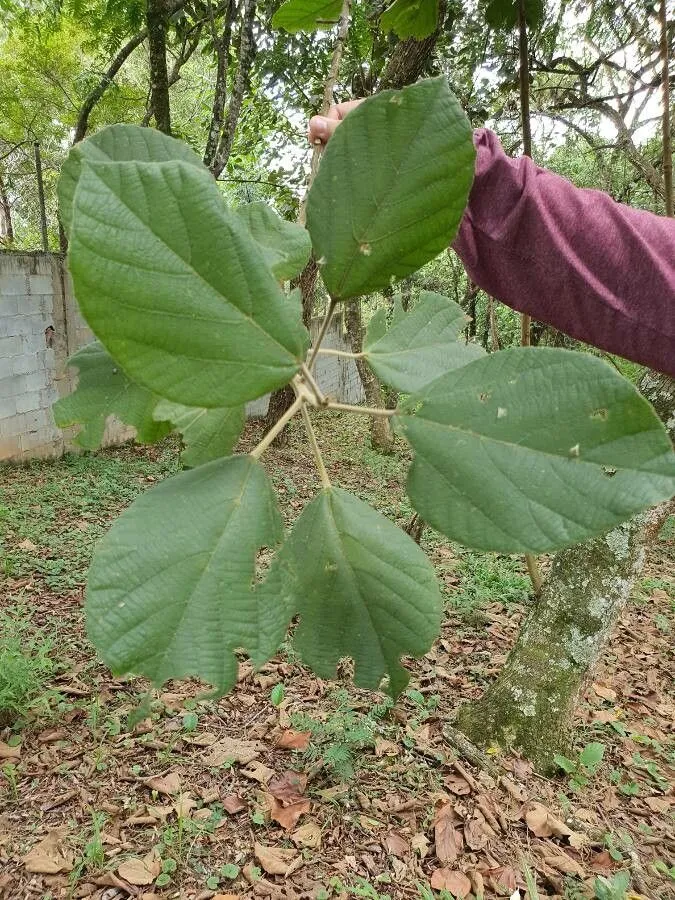 Christmasbush (Alchornea cordifolia, Linnaea 34: 170 (1865))