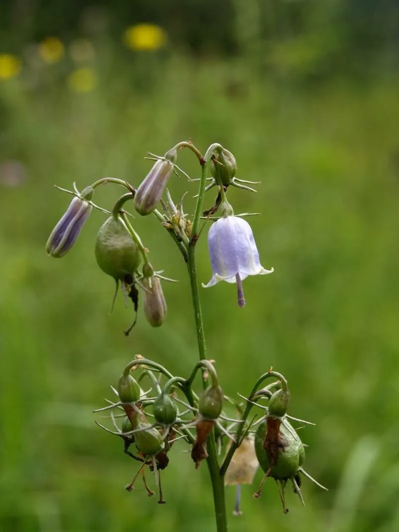 Giant-bellflower (Adenophora triphylla, Monogr. Campan.: 365 (1830))