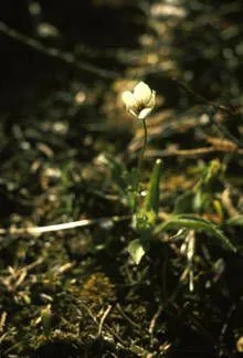 Northern anemone (Anemone parviflora, Fl. Bor.-Amer. 1: 319 (1803))