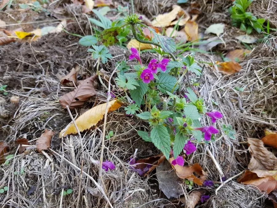 Common hemp-nettle (Galeopsis tetrahit, Sp. Pl.: 579 (1753))