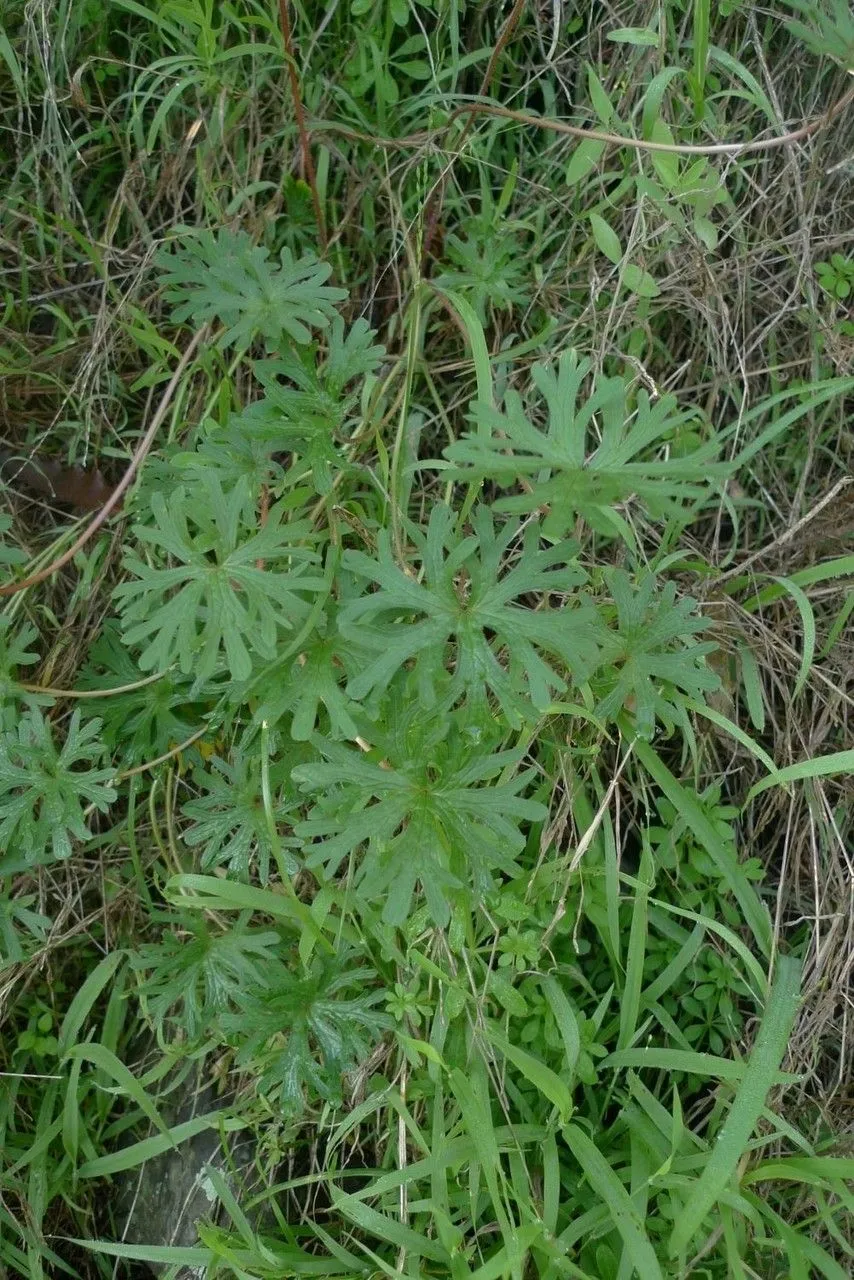 Hairy geranium (Geranium solanderi, Proc. Linn. Soc. New South Wales 89: 350 (1965))