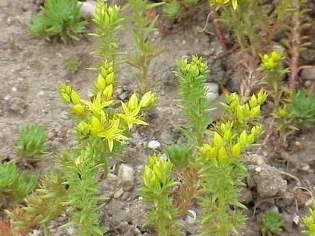 Wormleaf stonecrop (Sedum stenopetalum, Fl. Amer. Sept. 1: 324 (1813))