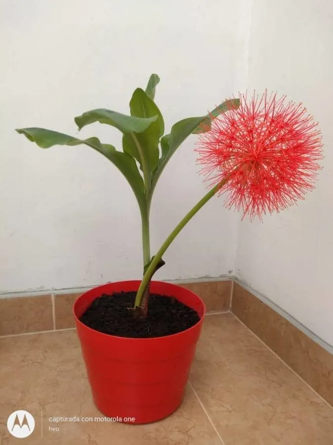 Blood lily (Scadoxus multiflorus, Fl. Tellur. 4: 19 (1838))