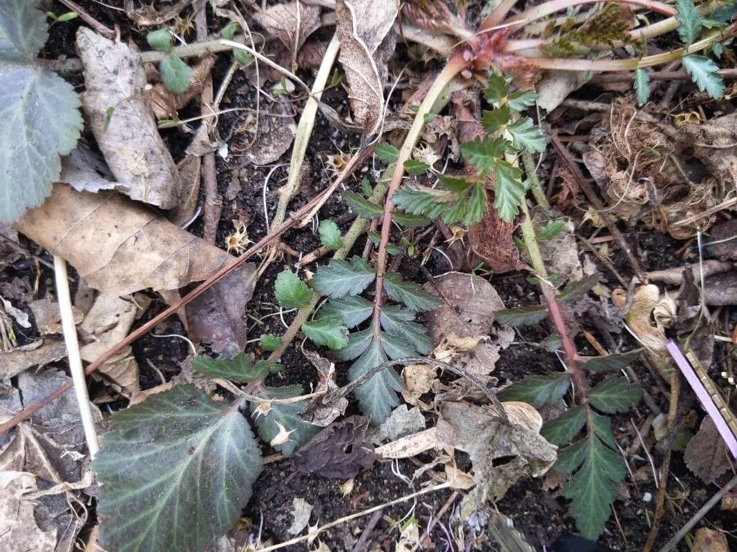 White avens (Geum canadense, Hort. Bot. Vindob. 2: 82 (1773))