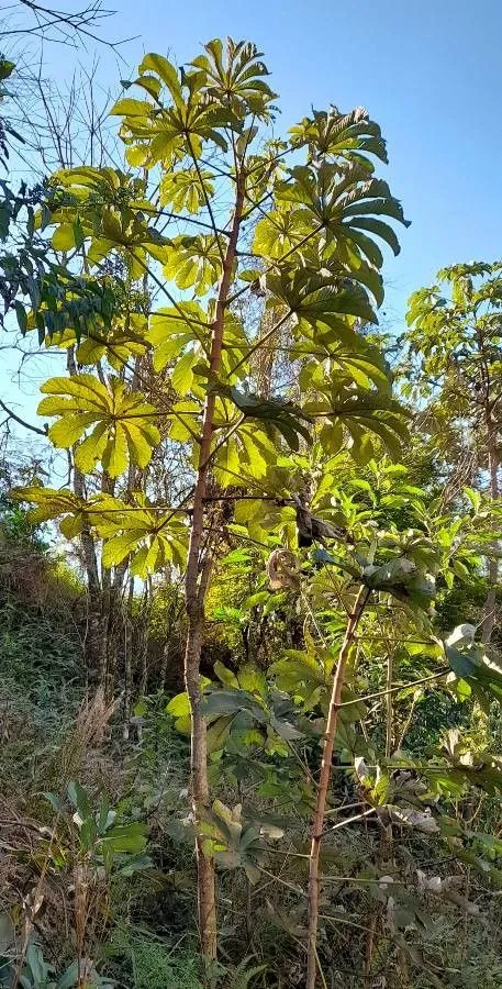 Ambay pumpwood (Cecropia pachystachya, Ann. Sci. Nat., Bot. sér. 3, 8:80. 1847)