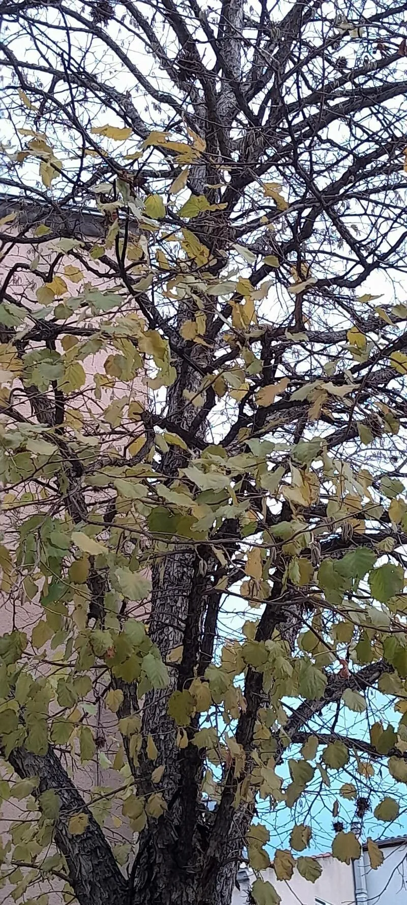 Turkish filbert (Corylus colurna, Sp. Pl.: 999 (1753))