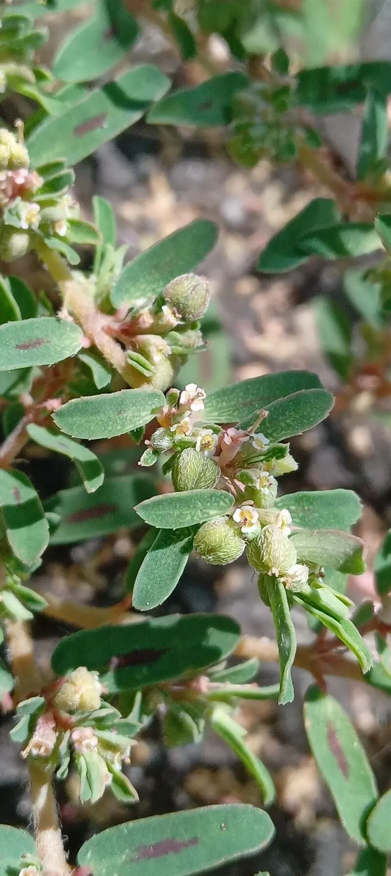 Spotted sandmat (Euphorbia maculata, Sp. Pl.: 455 (1753))