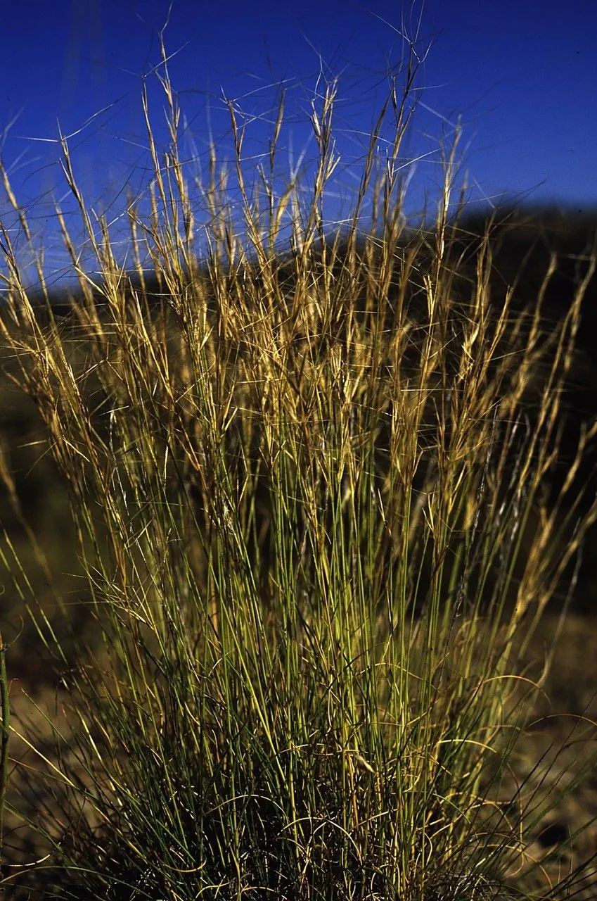 Purple threeawn (Aristida purpurea, Trans. Amer. Philos. Soc., n.s., 5: 145 (1835))