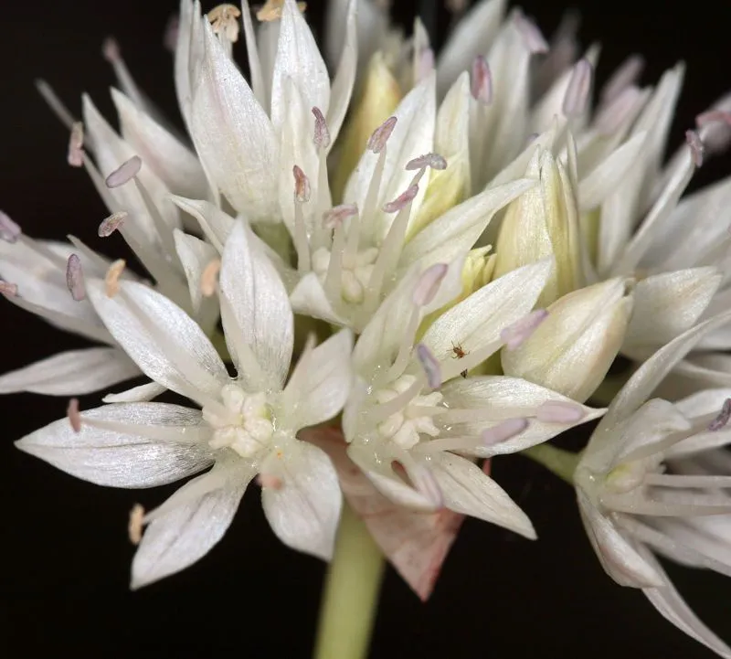 Narrowleaf onion (Allium amplectens, Pacif. Railr. Rep. Whipple, Bot. 4(5; 4): 148 (1857))