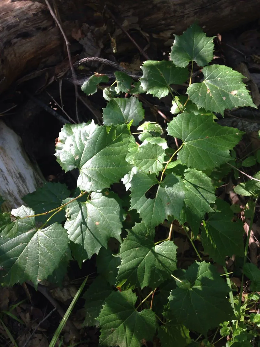 Canyon grape (Vitis arizonica, Amer. Naturalist 2: 321 (1869))