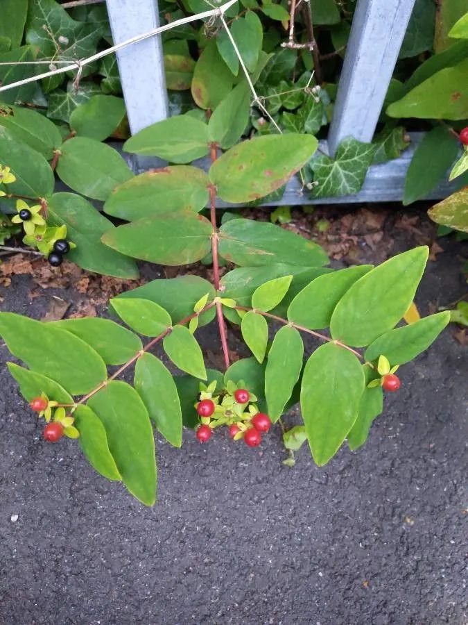 Tutsan (Hypericum androsaemum, Sp. Pl.: 784 (1753))