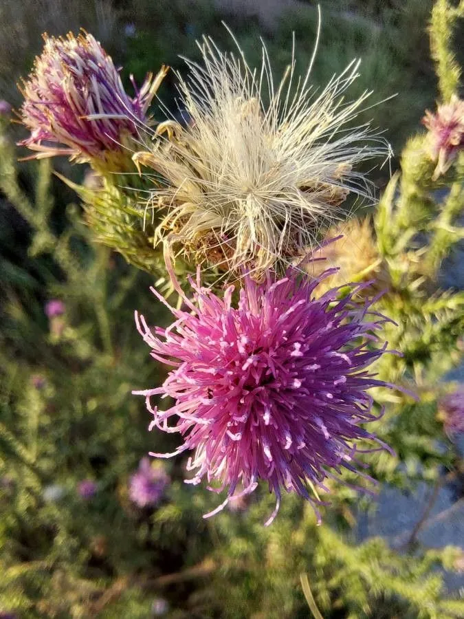 Welted thistle (Carduus acanthoides, Sp. Pl.: 821 (1753))