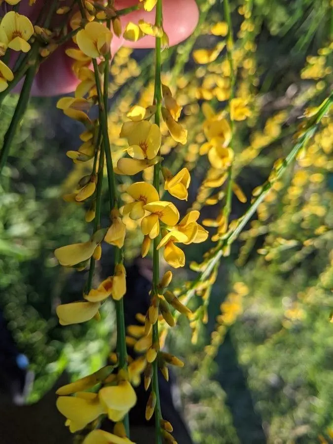 Golden spray (Viminaria juncea, Verz. Pfl.-Kult.: 200 (1824))