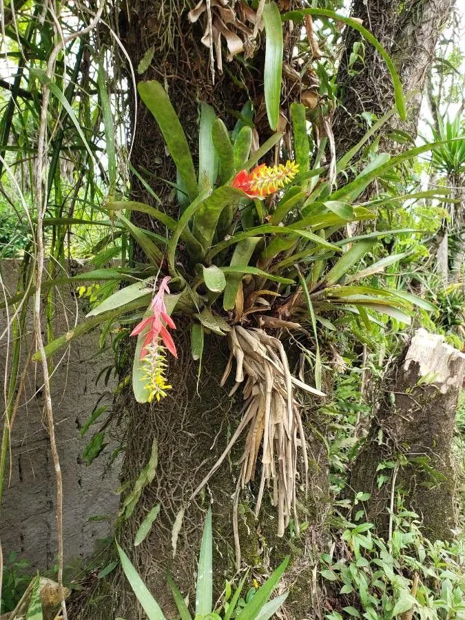 Nakedstem livingvase (Aechmea nudicaulis, Fl. Brit. W. I.: 593 (1864))