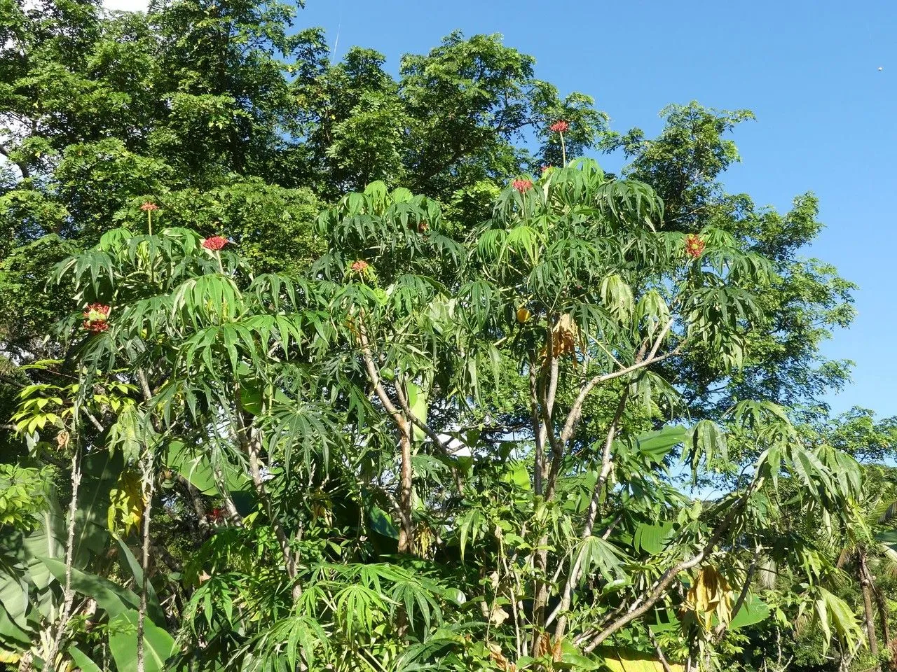 Coralplant (Jatropha multifida, Sp. Pl.: 1006 (1753))