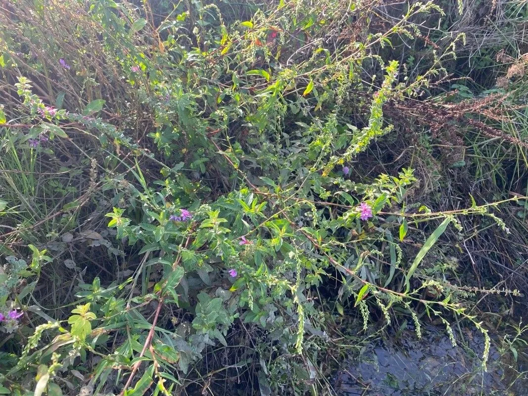 Purple loosestrife (Lythrum virgatum, Sp. Pl.: 447 (1753))