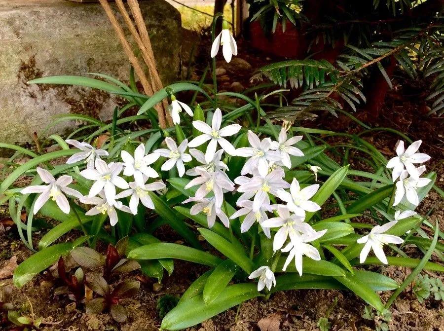 Garden star-of-bethlehem (Ornithogalum divergens, Notes Pl. Franç. 3: 15 (1847))