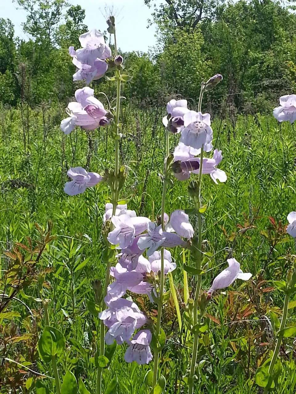 Cobaea beardtongue (Penstemon cobaea, Trans. Amer. Philos. Soc. ser. 2, 5:182. 1835)