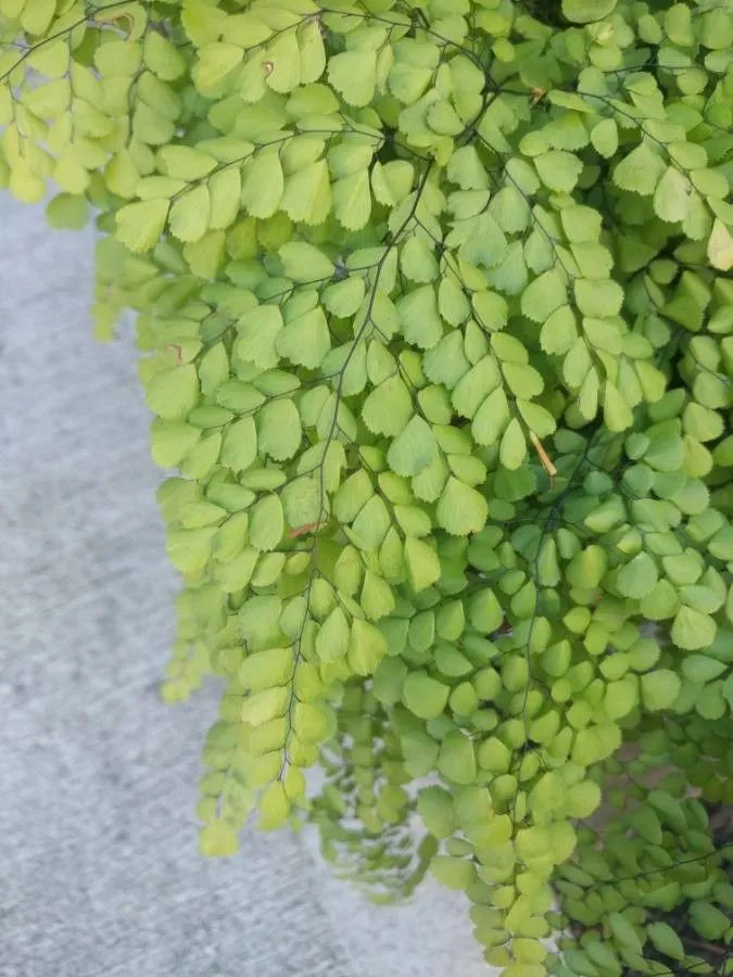 Maidenhair fern (Adiantum capillus-veneris, Sp. Pl.: 1096 (1753))