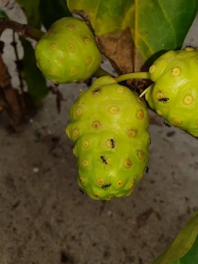 Indian-mulberry (Morinda citrifolia, Sp. Pl.: 176 (1753))