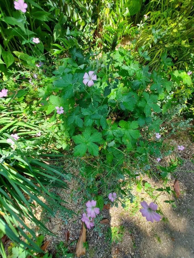 Pencilled crane’s-bill (Geranium versicolor, Cent. Pl. I: 21 (1755))