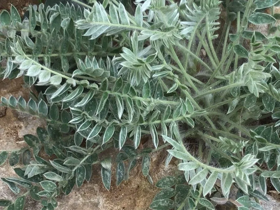 Haller’s oxytropis (Oxytropis halleri, Syn. Fl. Germ. Helv., ed. 2: 200 (1843))