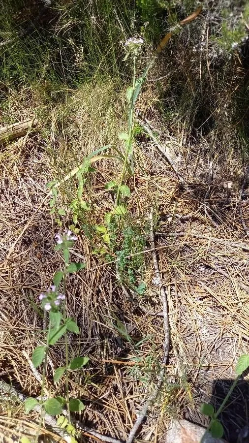 Cushion calamint (Clinopodium vulgare, Sp. Pl.: 587 (1753))