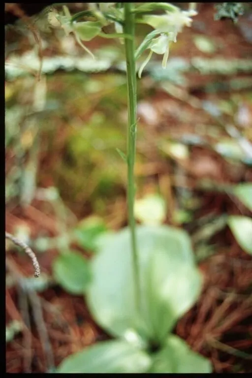 Lesser roundleaved orchid (Platanthera orbiculata, Gen. Sp. Orchid. Pl.: 286 (1835))