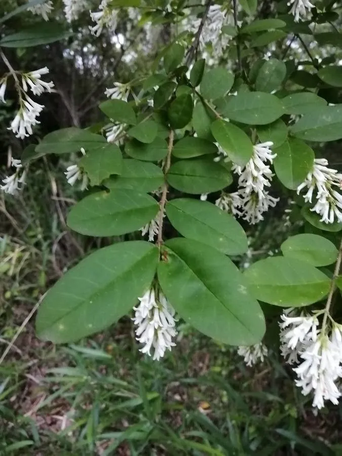 Border privet (Ligustrum obtusifolium, Abh. Math.-Phys. Cl. Königl. Bayer. Akad. Wiss. 4(3): 168 (1846))