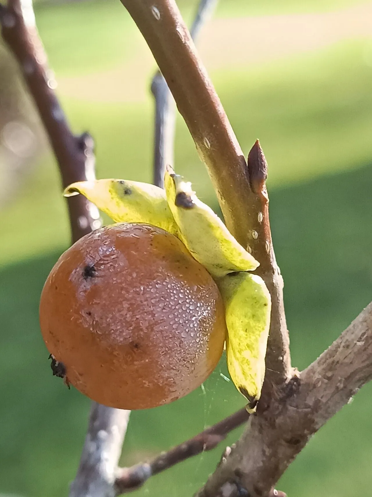 Lotus persimmon (Diospyros lotus, Sp. Pl.: 1057 (1753))