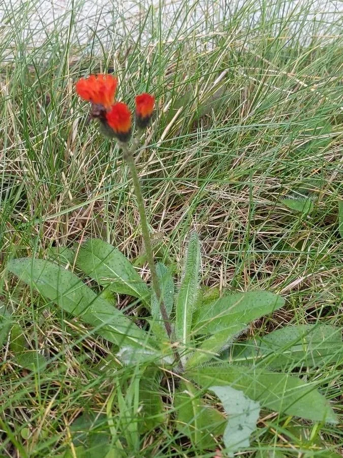 Fox-and-cubs (Pilosella aurantiaca, Flora 45(27): 426 (1862))