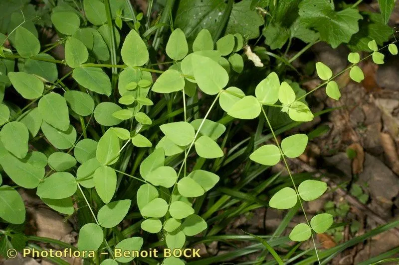 Pea vetch (Vicia pisiformis, Sp. Pl.: 734 (1753))