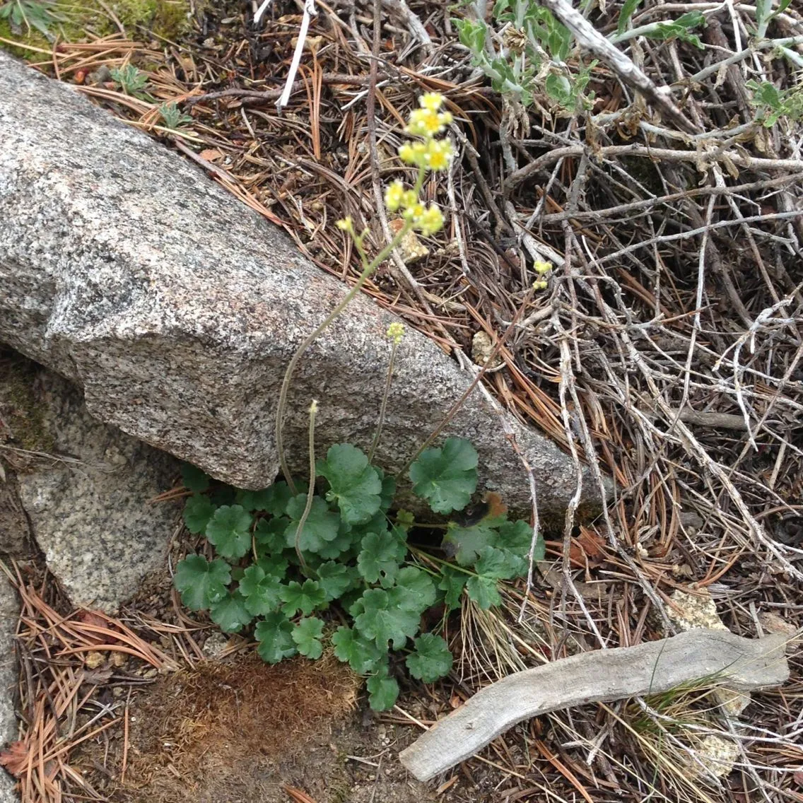 Hard alumroot (Heuchera parvifolia, J.Torrey & A.Gray, Fl. N. Amer. 1: 581 (1840))