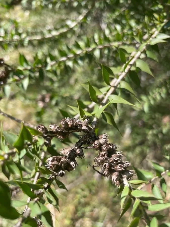 Prickly paperbark (Melaleuca styphelioides, Trans. Linn. Soc. London 3: 275 (1797))