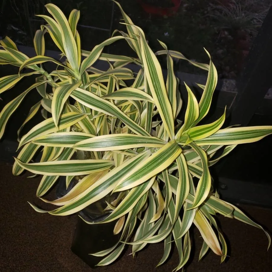 Song-of-india (Dracaena reflexa, Encycl. 2: 324 (1786))