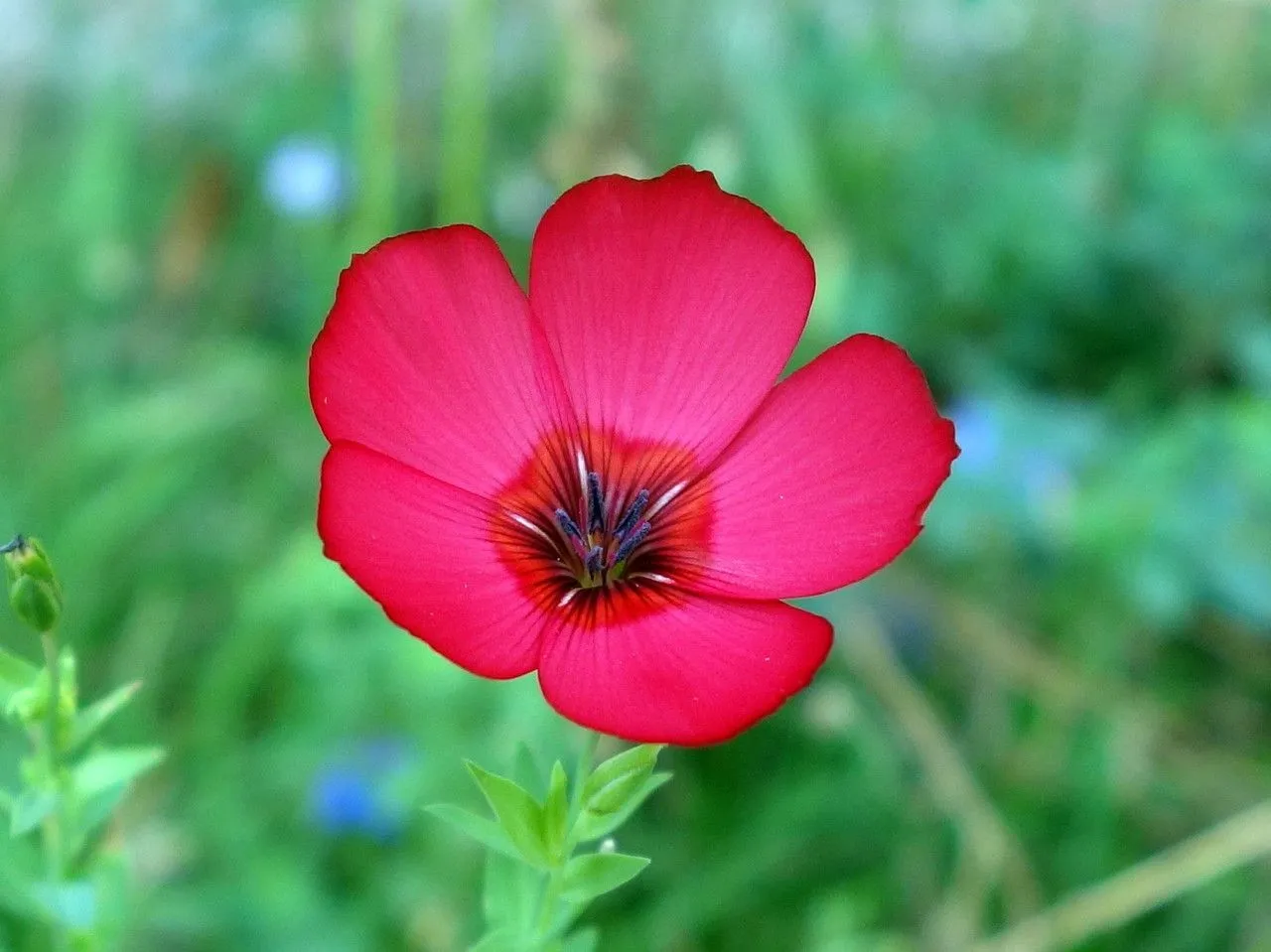 Crimson flax (Linum grandiflorum, Fl. Atlant. 1: 278 (1798))