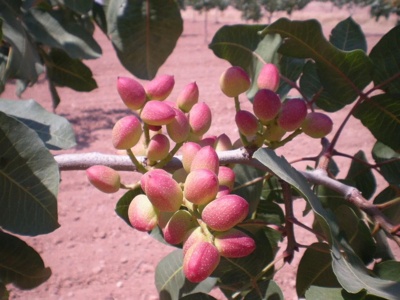 Pistachio (Pistacia vera, Sp. Pl.: 1025 (1753))