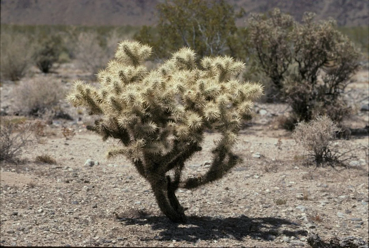 Buckhorn cholla (Cylindropuntia acanthocarpa, Nye kaktusbog: 131 (1930))