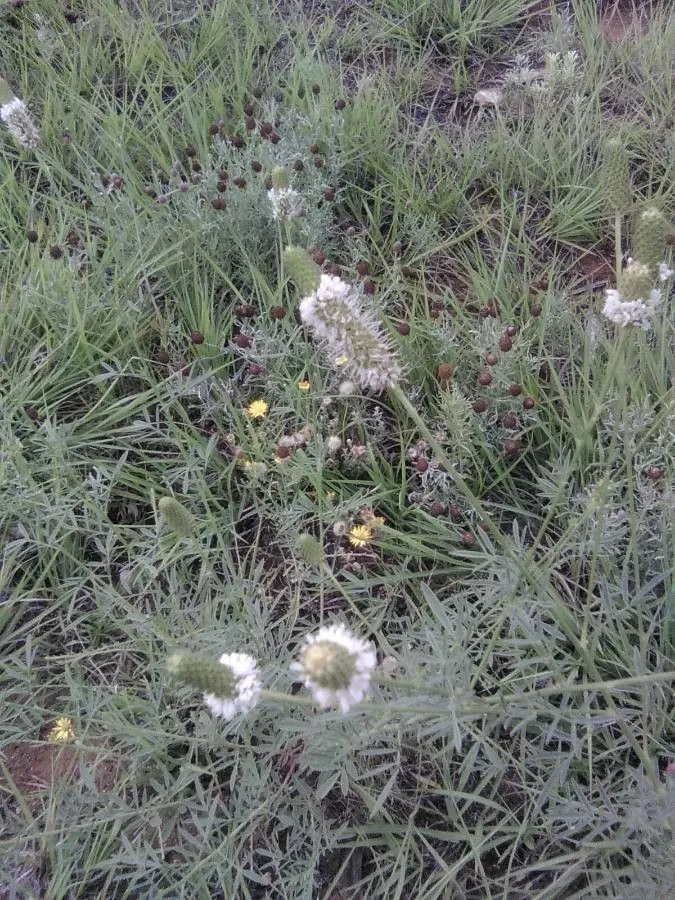 White prairie clover (Dalea candida, Sp. Pl., ed. 4, 3: 1337 (1802))