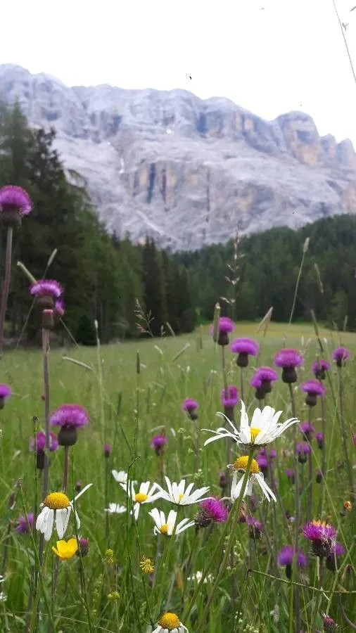 Melancholy thistle (Cirsium heterophyllum, Hort. Kew.: 64)