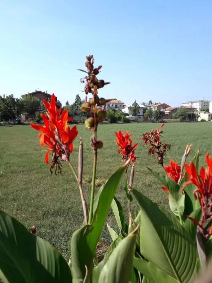 African arrowroot (Canna indica, Sp. Pl.: 1 (1753))