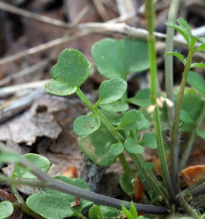 Little western bittercress (Cardamine oligosperma, J.Torrey & A.Gray, Fl. N. Amer. 1: 85 (1838))