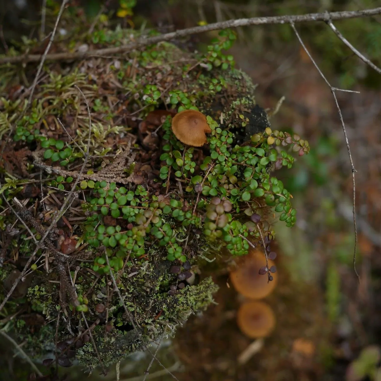 Creeping snowberry (Gaultheria hispidula, Fl. Boston., ed. 2: 165 (1824))