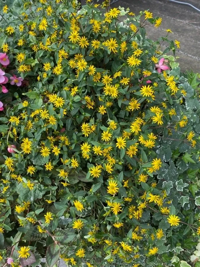 Mexican creeping-zinnia (Sanvitalia procumbens, J. Hist. Nat. 2: 178 (1792))